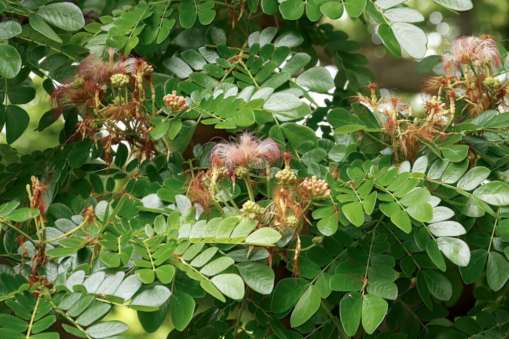 Saman Tree - org - Garden Phenology