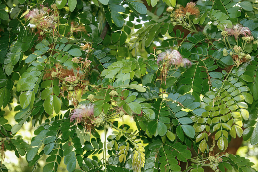 Saman Tree - org - Garden Phenology