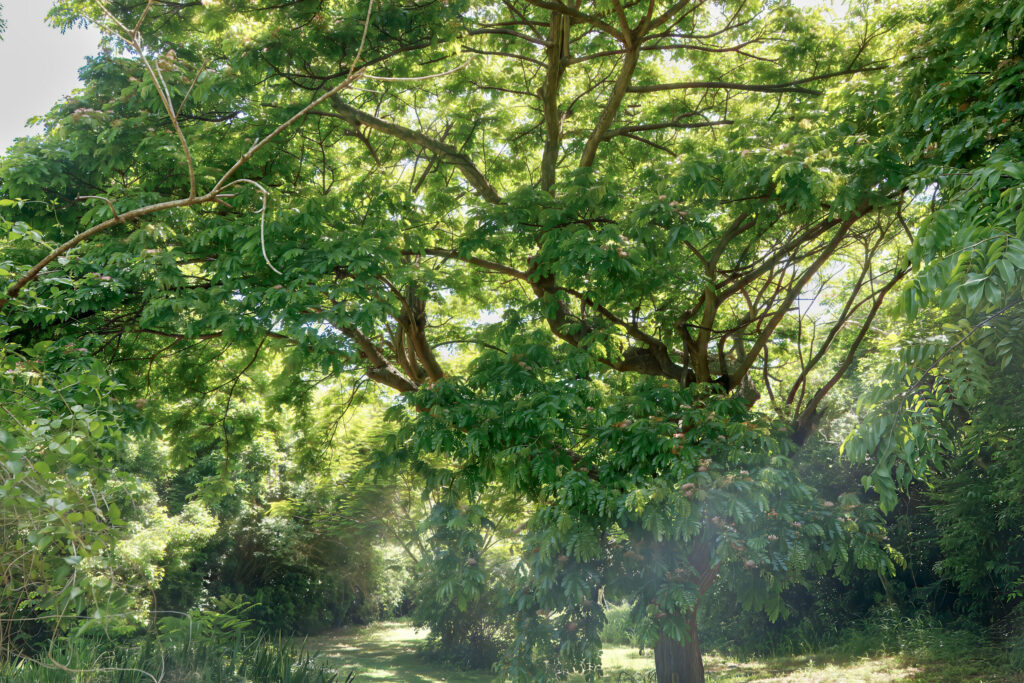Saman Tree - org - Garden Phenology