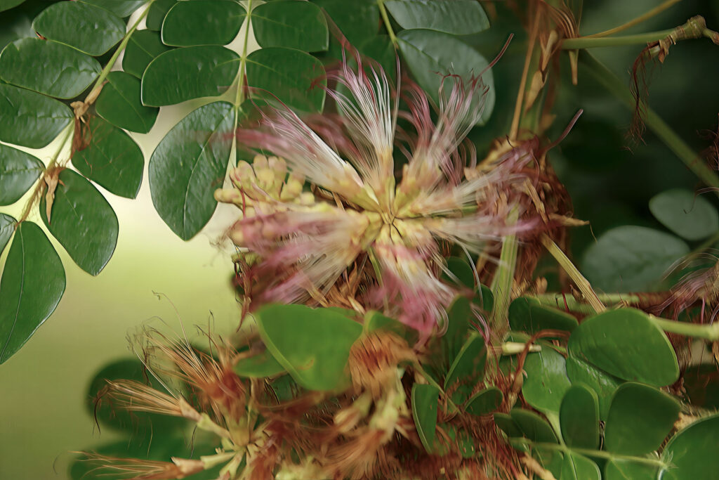 Saman Tree - org - Garden Phenology