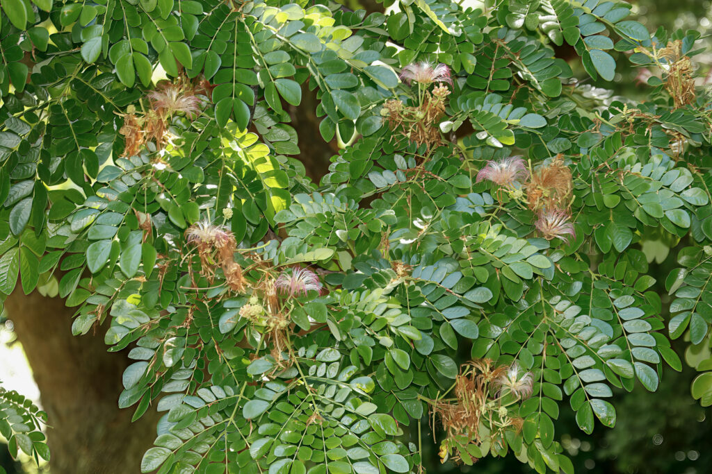 Saman Tree - org - Garden Phenology